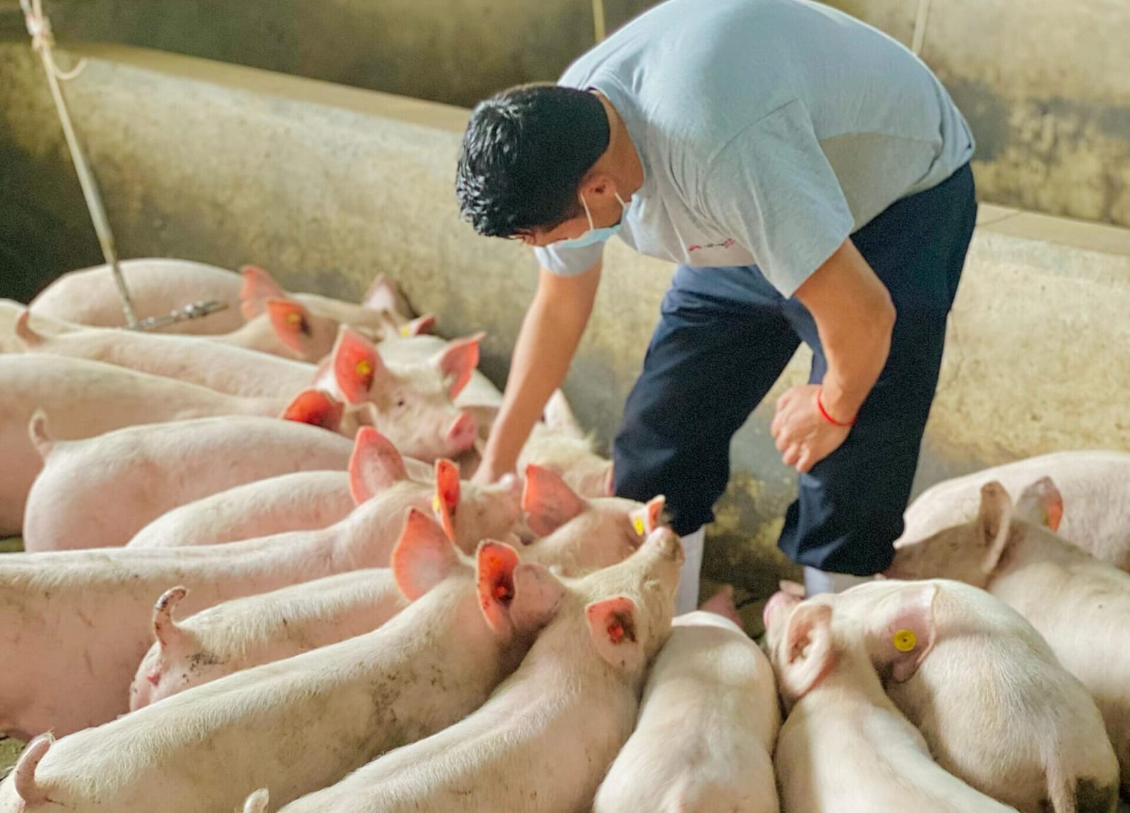 Um técnico com máscara verifica um lote de suínos de engorda na instalação