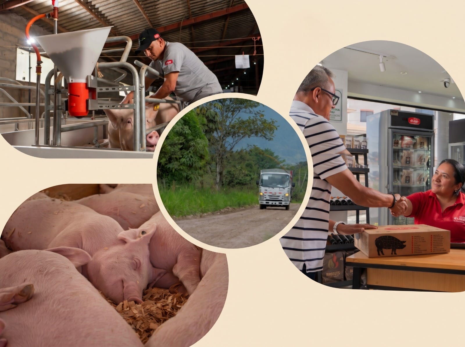 Collage de cuatro imágenes: un hombre con gorra junto a un cerdo y un comedero de tolva, lechones que duermen sobre viruta, un camión en un camino de tierra entre árboles y dos personas que se dan la mano sobre una caja, en una tienda con la marca d’Lago