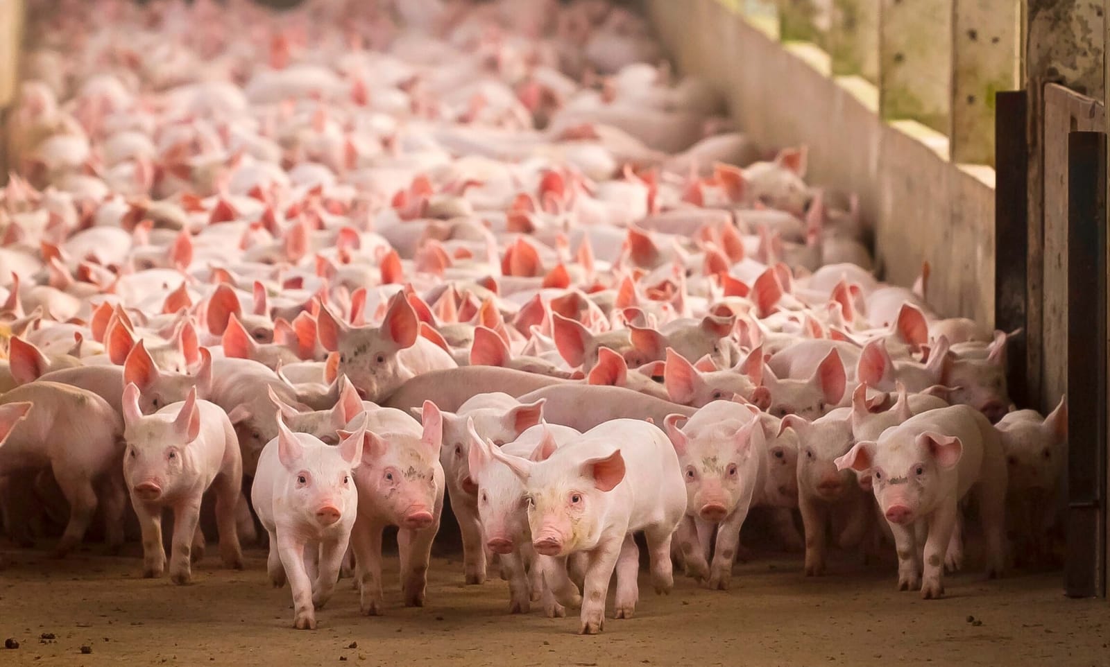 Traceability, welfare and sustainability: the pillars that give Market d'Lago its meaning