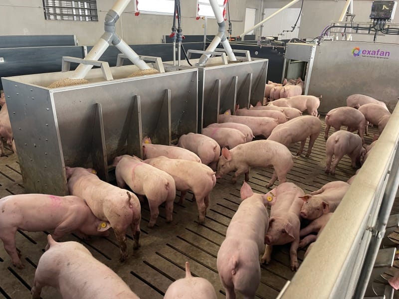 Cerdos de engorde alrededor de comederos de acero inoxidable alimentados por tuberías; al fondo, un equipo con el logotipo de Exafan